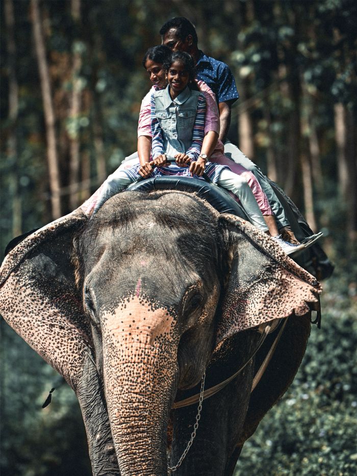 why-choose-us Three people enjoying an elephant ride through a dense forest setting.